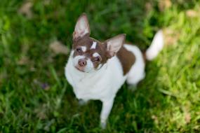 Dog Chihuahua