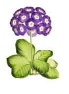 primrose flower plant blossom