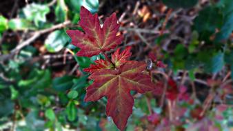 red grape leaf landscape