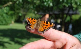 a little butterfly on a man's finger