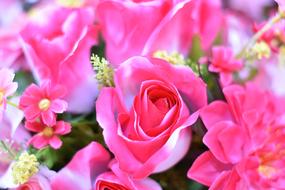 Flower Daisy Blossom