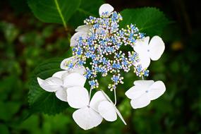 Hydrangea Flower Summer