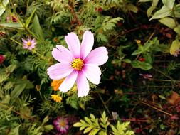 pink Flower Natural Plant