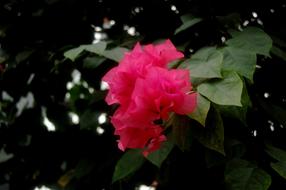 Flowers Plant Garden