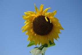 Sunflower field Plant in Summer