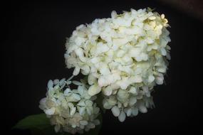 Hydrangea Flower