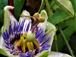 Flower Passion Bloom Unwinding New