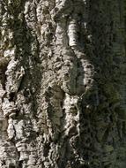 gnarled wood texture