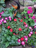 Flower Blossom Bloom