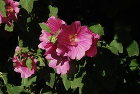 pink Flowering Lavatera