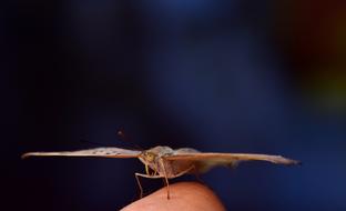 Argus Common Blue Butterfly