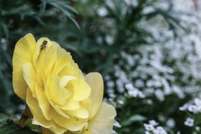 yellow rose flower in the garden