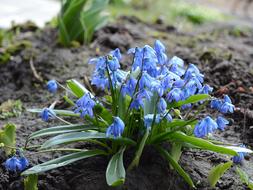 Scilla Snowdrop Nature