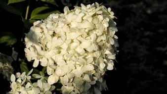 hidrangea unusual forest