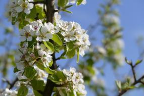 Tree Blossom Bloom