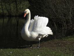 Swan Bird