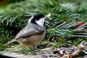 Animal Bird Tit Coal