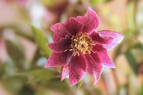 Plant Flower Christmas Rose