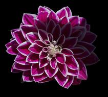 Flower Daffodil Pink