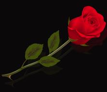 flower leaf rosa love plant