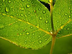 Leaf Leaves Green Close