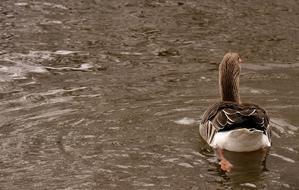 Goose Wild Water Bird