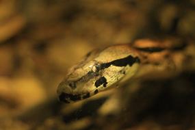 macro view of toxic Snake Zoo Animal