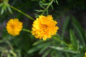 Yellow Flowers Petals in the Garden