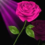 digital art of pink rose flower