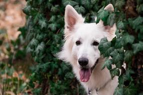 white dog in front of a green bush