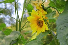 garden Yellow Sunflowers in spring
