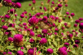 brown butterflies on pink clover flowers