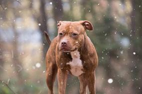 Mammal Portrait Snow