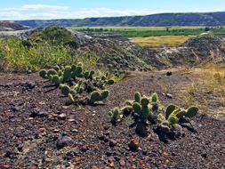 Nature Landscape Cactus