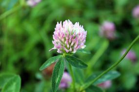 pink beautiful bud
