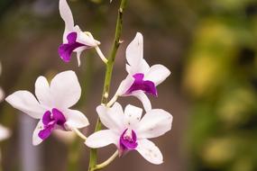 Orchid White Purple