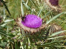 Bee on Thistle Colored Floral
