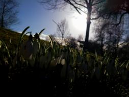 little green blades of grass in the sunlight.