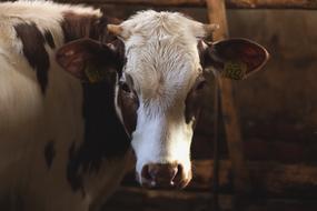 Animals Brown Cattle Close