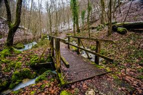 wooden bridge in autumn leaves
