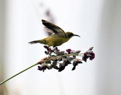 Bird Nature Wildlife