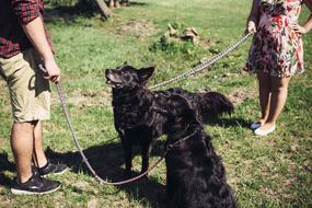 People and black dogs