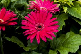 Beautiful Flower Nature