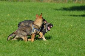 Shepherd Dogs Puppies Play