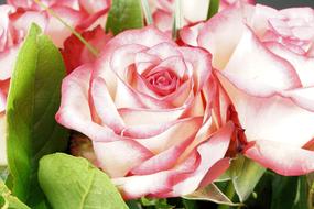 Rose Pink Flower