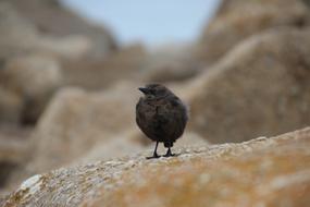Animal World black Bird