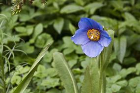 Flower Blue Floral