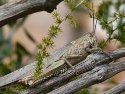 Grasshopper Lobster Detail