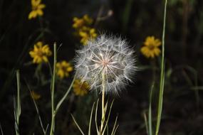Dandelion Nature Flora