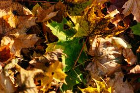 Nature Abstract Autumn